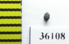 Elmidae sp.  Thailand - INSECTS-STORE.RU