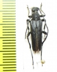 Leptura aethiops  Korea - INSECTS-STORE.RU