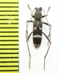 Raphuma sp.  Korea - INSECTS-STORE.RU