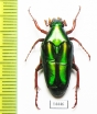 Chalcothea sp.  Indonesia, Kalimantan - INSECTS-STORE.RU
