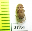 Hopliini sp.  Peru - INSECTS-STORE.RU
