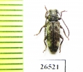 Cerambycidae sp.  South Africa Rep. - INSECTS-STORE.RU