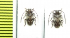 Exocentrus longipilis  Kenya - INSECTS-STORE.RU
