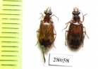 Carabidae sp.  China, Sichuan prov. - INSECTS-STORE.RU