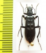Stenotrachelidae sp.? China, Shaanxi prov. - INSECTS-STORE.RU