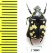 Phoxomela umbrosa  South Africa Rep. - INSECTS-STORE.RU