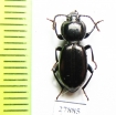 Tenebrionidae sp.  Australia - INSECTS-STORE.RU