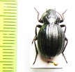 Cryptobrachys crassecostata, female  Malaysia, Borneo - INSECTS-STORE.RU