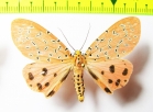 Erebidae sp.  Laos - INSECTS-STORE.RU