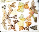 Lepidoptera sp.  Russia, Tver reg. - INSECTS-STORE.RU