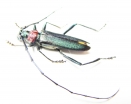 Aromia moschata ambrosiaca, male  Azerbaijan - INSECTS-STORE.RU