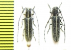 Agapanthia cardui  Italy - INSECTS-STORE.RU