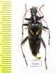 Rhagium bifasciatum  Georgia - INSECTS-STORE.RU