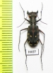 Calomera durvillei  Indonesia, Ceram isl. - INSECTS-STORE.RU