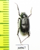 Hemictenius lopatini, male  Tajikistan - INSECTS-STORE.RU