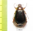 Phoebetus sp.  USA - INSECTS-STORE.RU