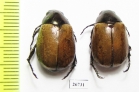 Rutelinae sp.  Panama - INSECTS-STORE.RU