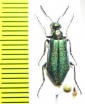 Alosimus sp.  Iran, Mazandaran prov. - INSECTS-STORE.RU