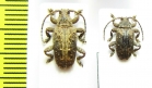 Cerambycidae sp.  South Africa Rep. - INSECTS-STORE.RU