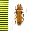 Holorusius perrieri  Kenya - INSECTS-STORE.RU