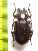 Cantharocnemis sp.  Cameroon - INSECTS-STORE.RU