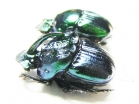 Phanaeus daphnis, pair  Mexico - INSECTS-STORE.RU