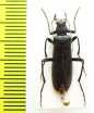 Stenotrachelidae sp.? China, Shaanxi prov. - INSECTS-STORE.RU