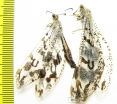 Myrmeleontidae sp.  Namibia - INSECTS-STORE.RU