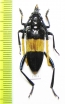 Pachyteria dimidiata  Vietnam - INSECTS-STORE.RU