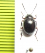 Amarygmus horni  Indonesia, Papua - INSECTS-STORE.RU