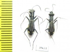 Dromica sp.  Zambia - INSECTS-STORE.RU