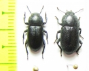 Dendarus plorans, pair  Israel - INSECTS-STORE.RU