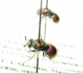 Chrysididae sp.  Russia, Moscow reg. - INSECTS-STORE.RU