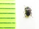 Elmis maugetii megerlei  Belorussia - INSECTS-STORE.RU