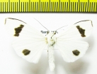 Erebidae sp.  Bhutan - INSECTS-STORE.RU