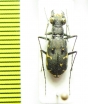 Myriochila melancholica trilunaris  Madagascar - INSECTS-STORE.RU