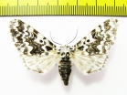Panthea coenobita  Russia - INSECTS-STORE.RU