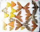 Lepidoptera sp.  Russia, Tver reg. - INSECTS-STORE.RU