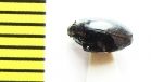 Gyrinus aeratus  Belorussia - INSECTS-STORE.RU