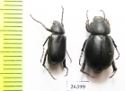 Hemictenius simplicitarsis, pair  Tajikistan - INSECTS-STORE.RU