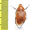 Trichiinae sp.  Tanzania - INSECTS-STORE.RU