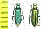 Alosimus sp.  Turkey, Amasya prov. - INSECTS-STORE.RU
