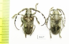 Cerambycidae sp.  South Africa Rep. - INSECTS-STORE.RU