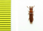 Prostomidae, Prostomis mordax  Russia, Far East - INSECTS-STORE.RU