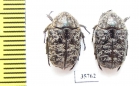 Cetoniinae sp.  Zambia - INSECTS-STORE.RU