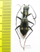 Dromica ? mauchi  Zambia - INSECTS-STORE.RU