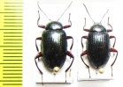 Amarygmus ledermanni  Indonesia, Papua - INSECTS-STORE.RU