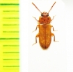 Doliema platisoides  Sri Lanka - INSECTS-STORE.RU