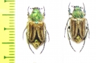Eulasia pareyssei  Greece - INSECTS-STORE.RU