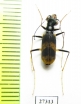 Peridexia hilaris  Madagascar - INSECTS-STORE.RU